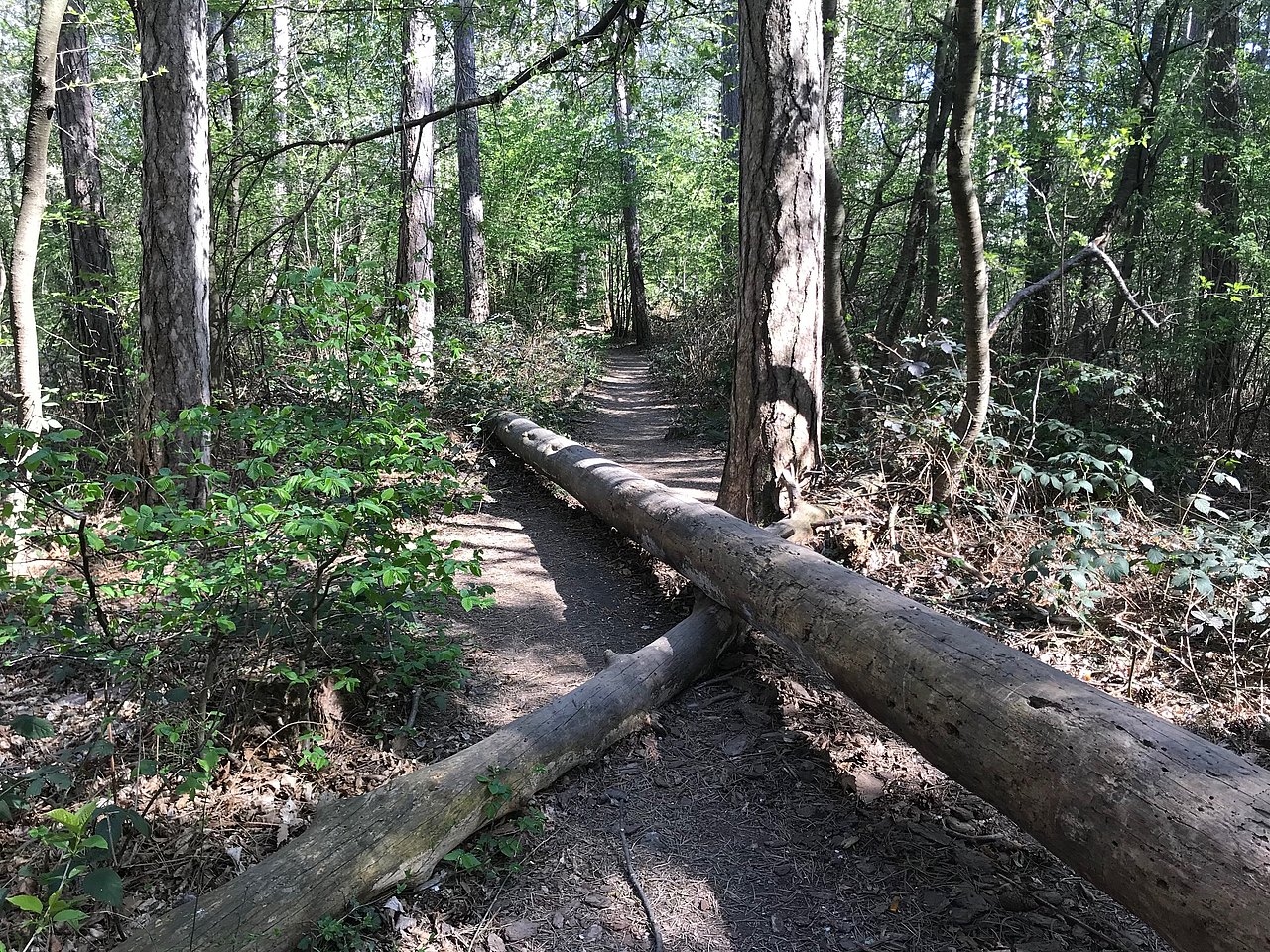 Waldweg mit zwei Baumstämmen am Boden