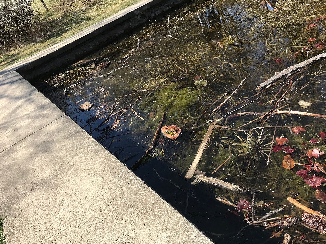 Teichpflanzen im Teich