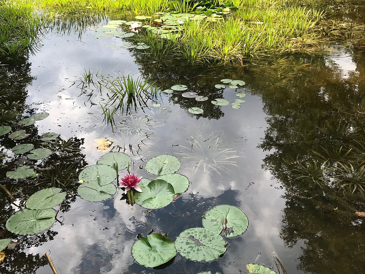 Teich mit Seerosen und Gräsern