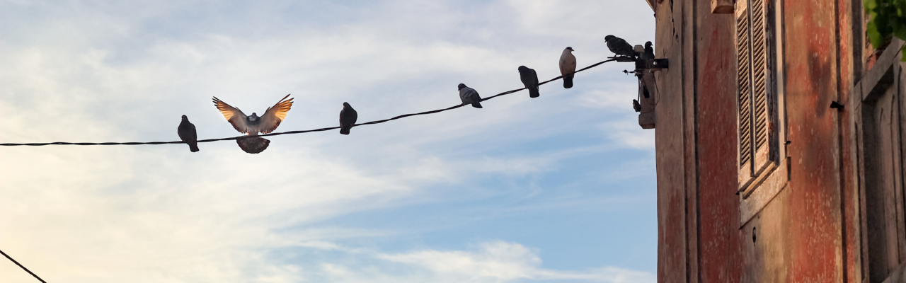Vögel sitzen auf einer Wäscheleine die von einem Haus weggeht 