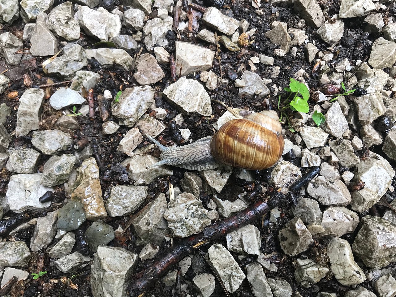 Weinbergschnecke