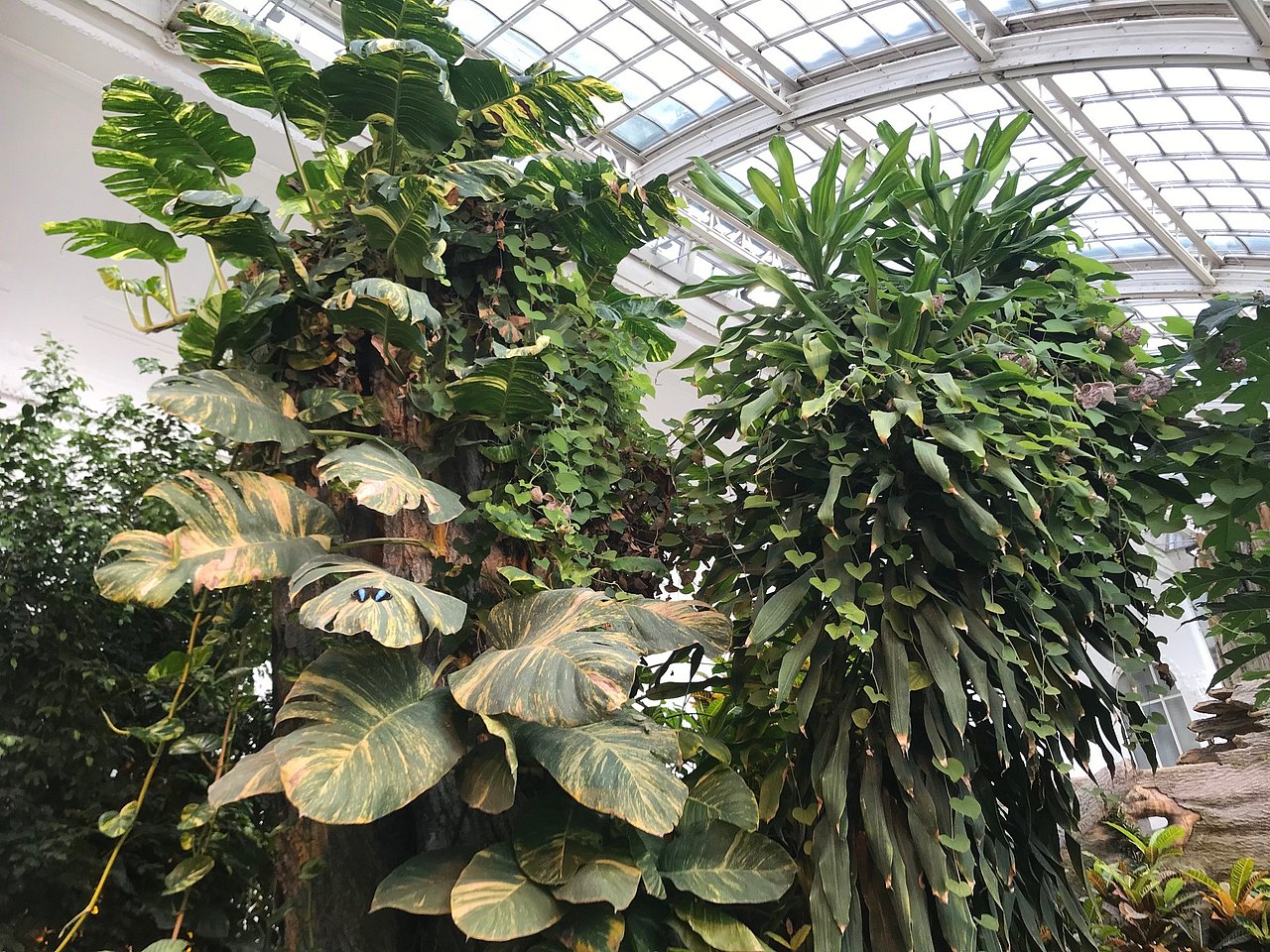 Tropische Pflanzen im Hintergrund die Kuppel des Schmetterlingshauses mit seiner Glaskonsturktion 
