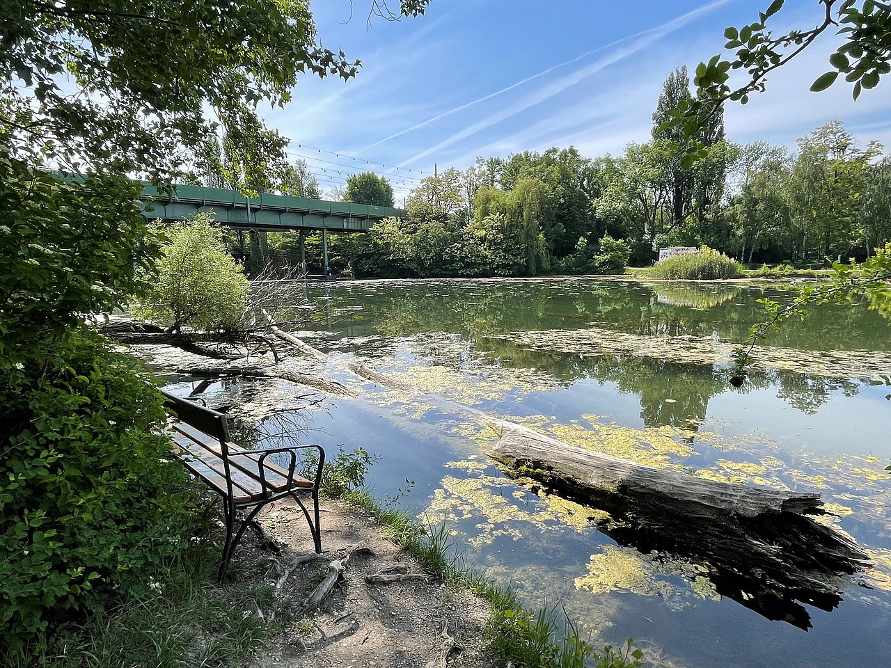 im Vordergrund ein Baumstamm im Wasser, im Hintergrund der Teich mit Uferbewachsung