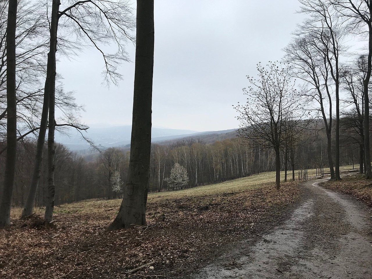 Weg, Wiese und Wald