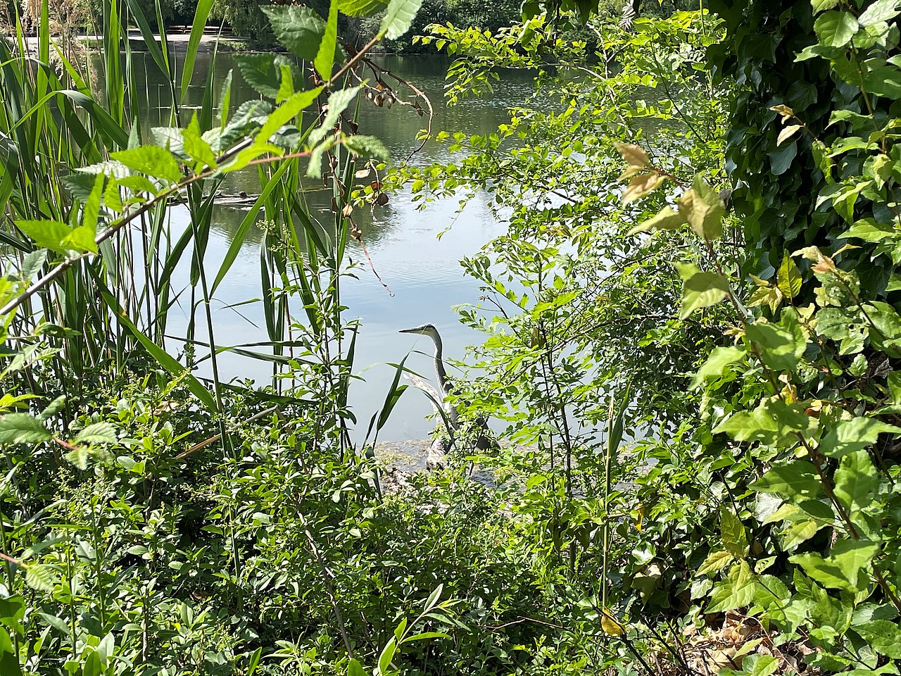 Kleine Wasserfläche mit Büschen in denen sich ein Reiher versteckt