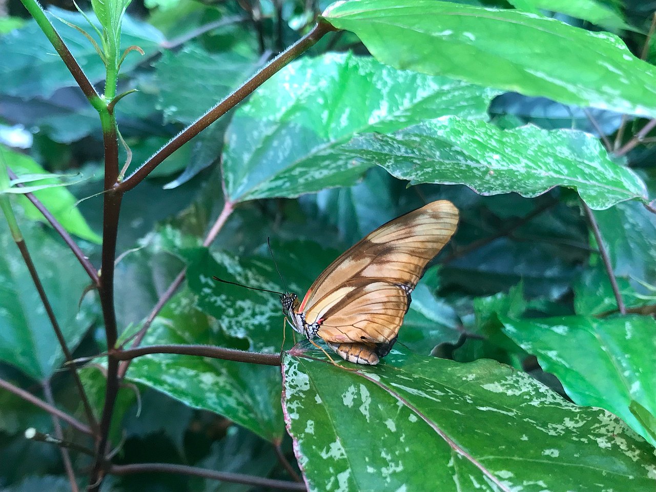 in verschiedenen Brauntönen gemusterter Schmetterling auf Grünpflanze