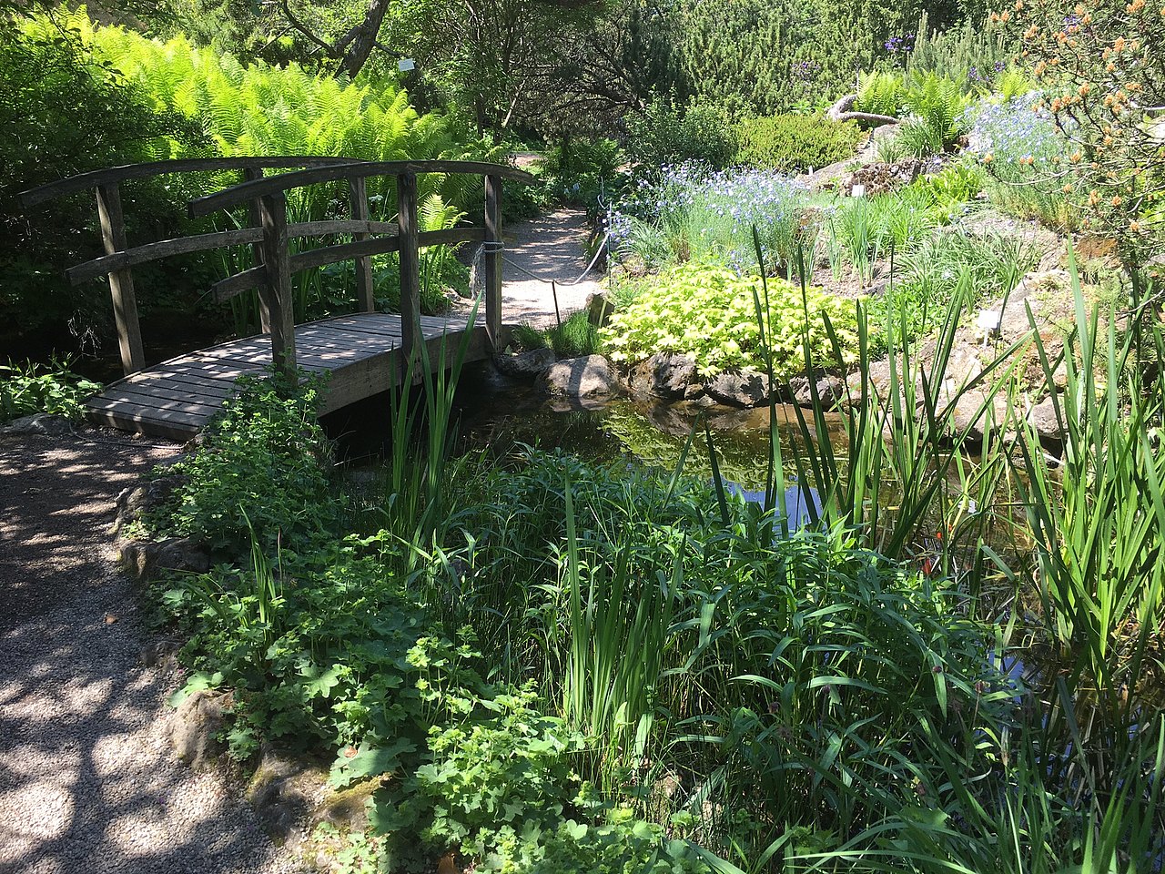 Botanischer Garten Bäume mit einer kleinen Brücke