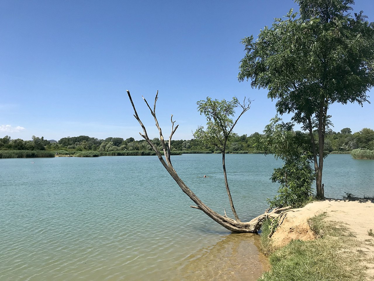 Wienerberg Ein Baum, der über Wasser wächst.
