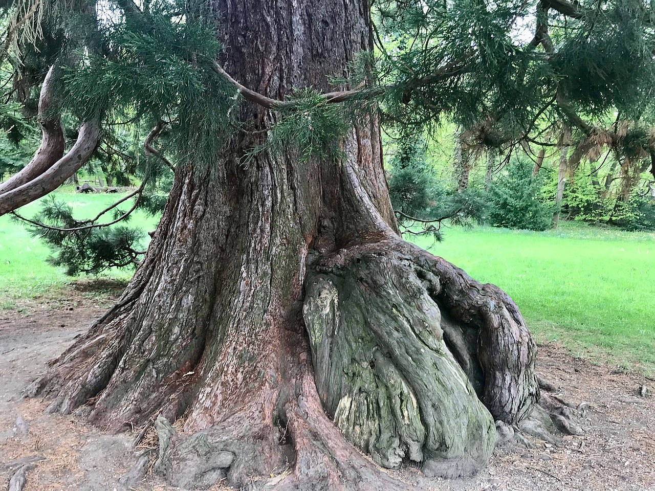 Mammutbaum Pötzleinsdorfer Schloßpark Mammutbaumstamm
