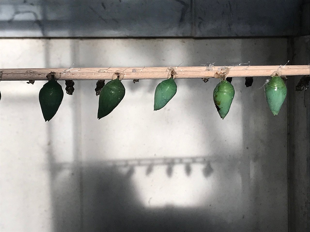 Grüne Schmetterlingslarven, noch verpuppt, die an einem Holzstab herunterhängen