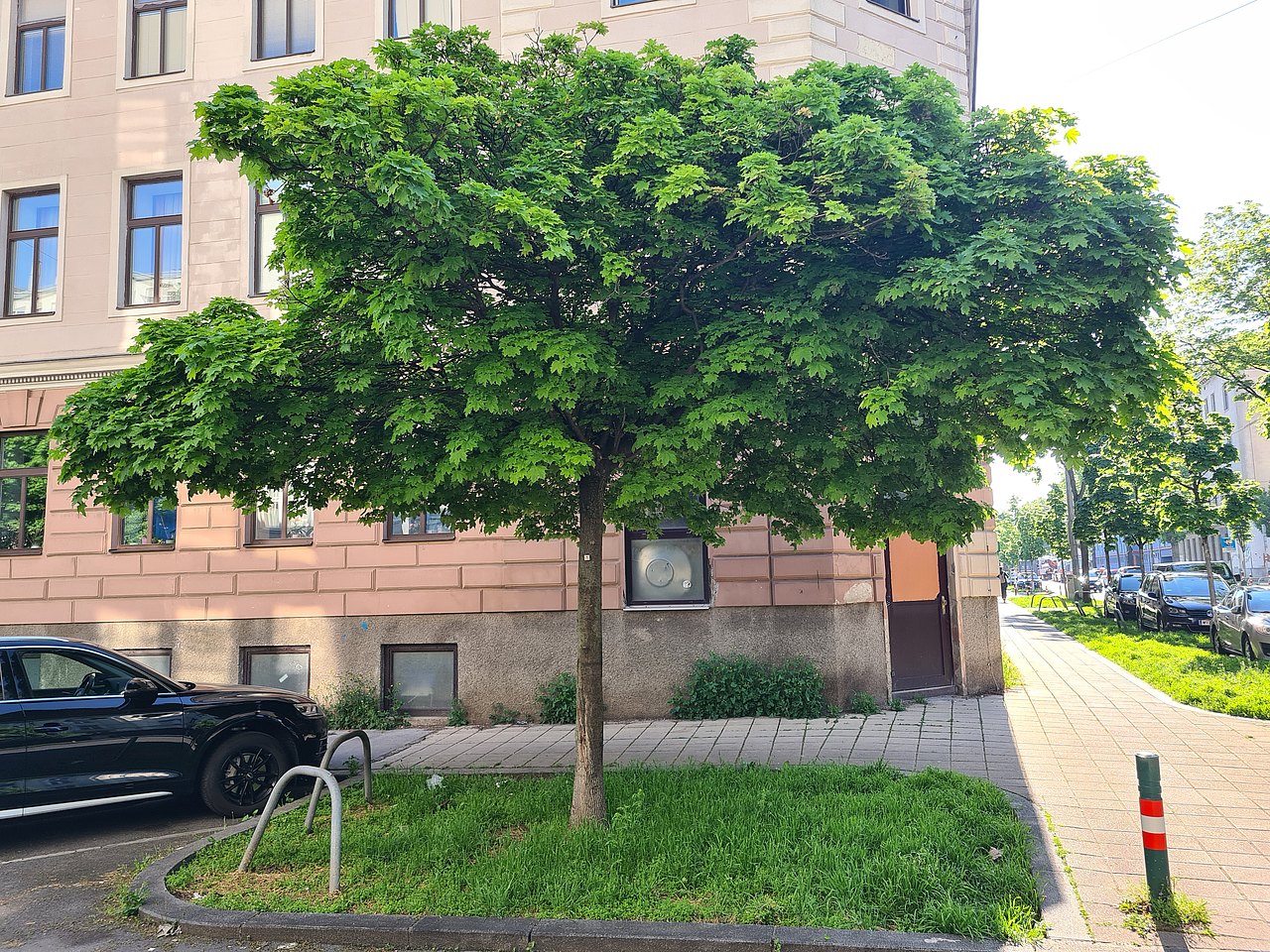Baum Baum an Straßenecke