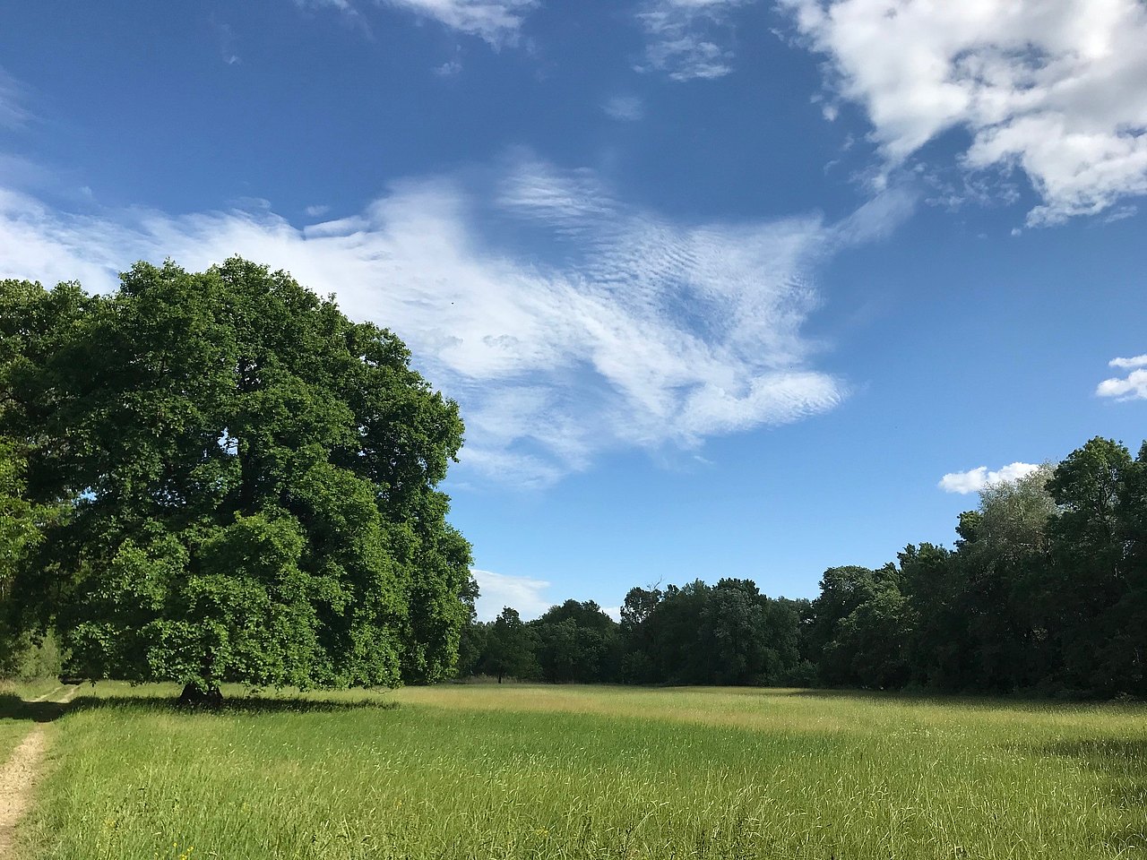Marchfeld Wiese