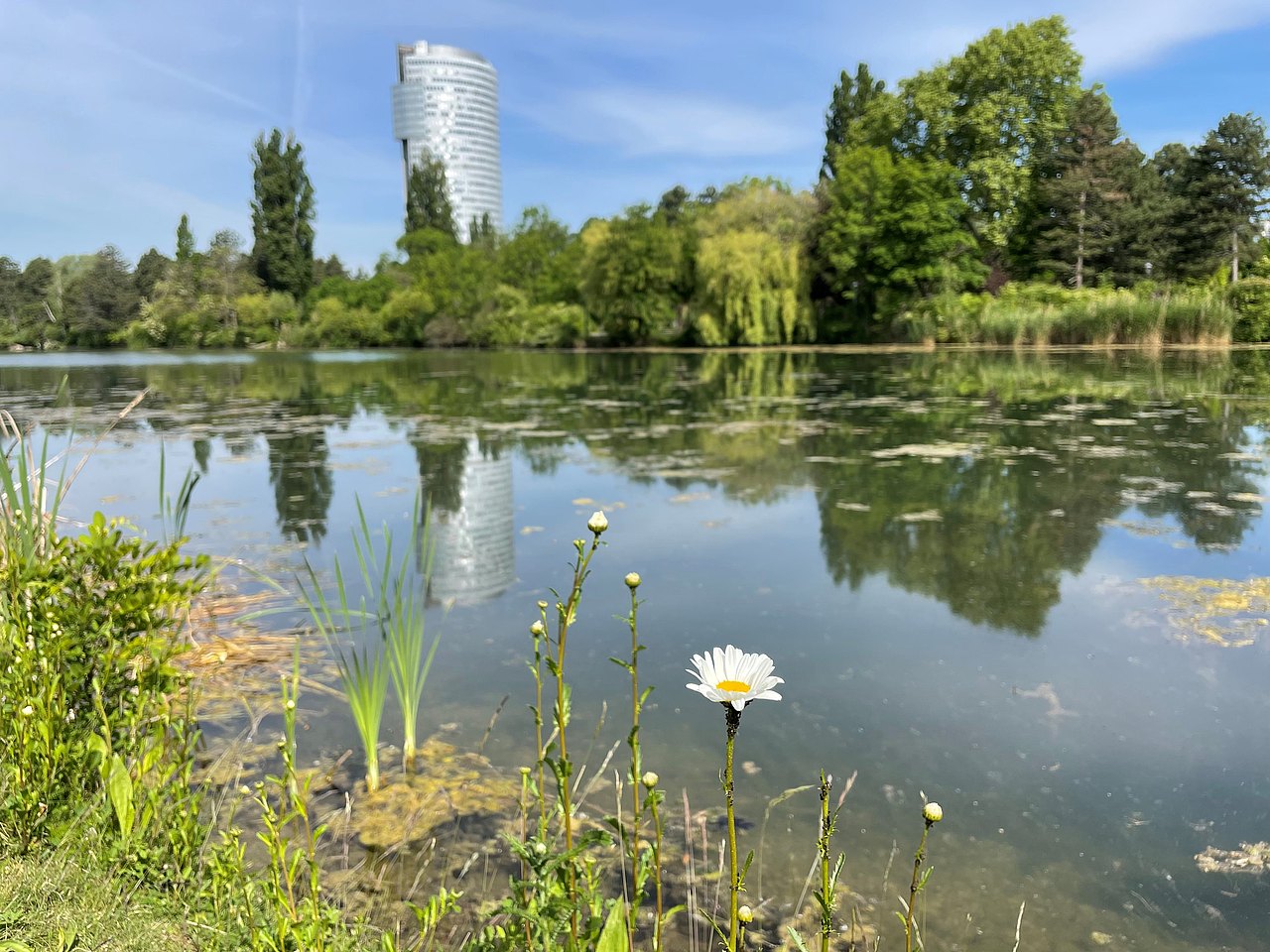 Blick über Wasser mit Seerosen, im Hintergrund Hochhaus