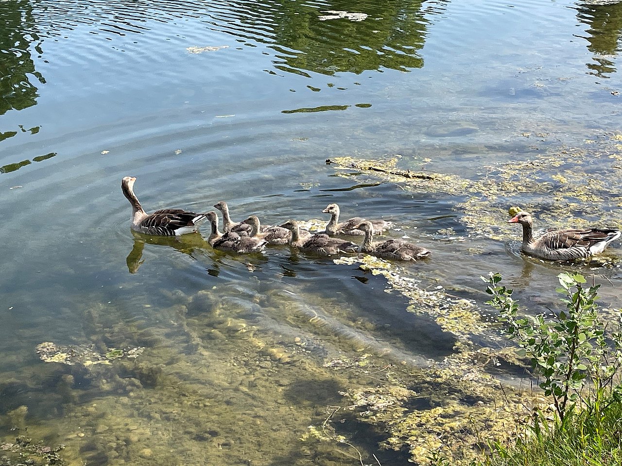 Enten die im Wasserpark gerade vom Ufer wegschwimmen