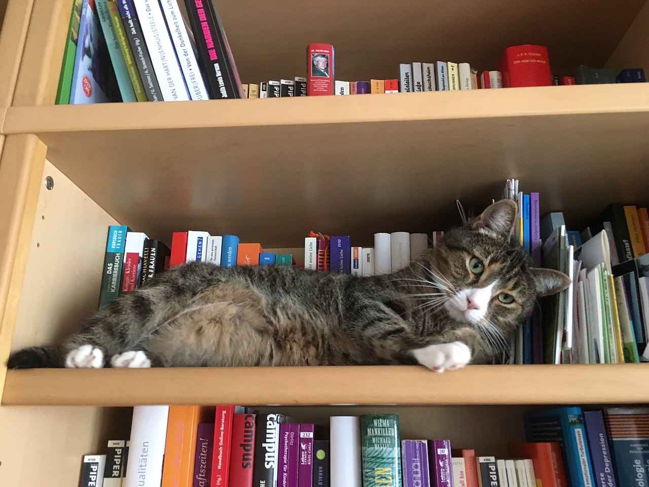 Katze im Bücherregal
