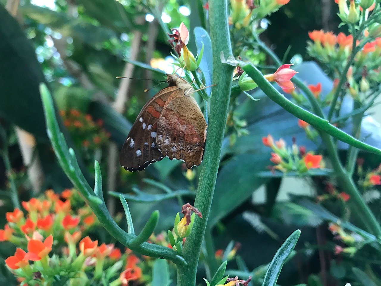 bunte Blumen und brauner Schmetterling im Schmetterlingshaus